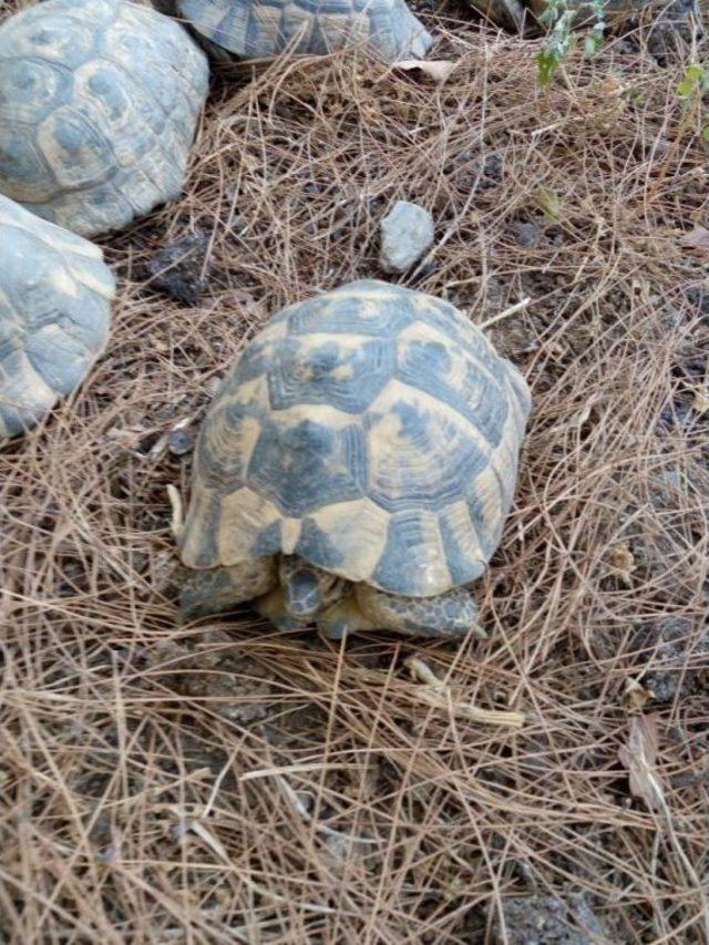 Ekipler Açık Kuyudaki Kaplumbağalar İçin Seferber Oldu