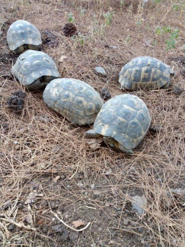 Ekipler Açık Kuyudaki Kaplumbağalar İçin Seferber Oldu