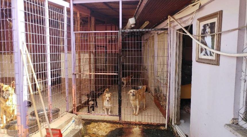 Hayvan Koruma G&uuml;n&uuml;nde Barınaklar Ziyaret&ccedil;i Akınına Uğradı