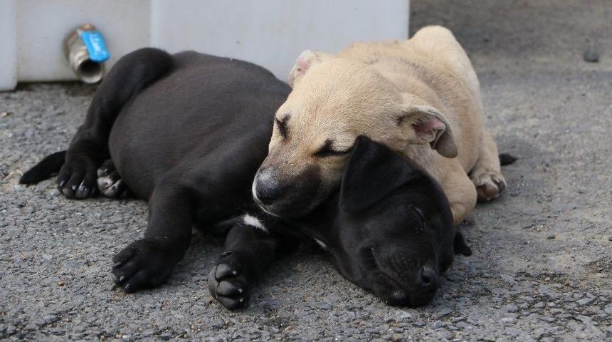 Sahiplendirilen 205 Sokak Hayvanına &Uuml;cretsiz Sağlık Kontrol&uuml;