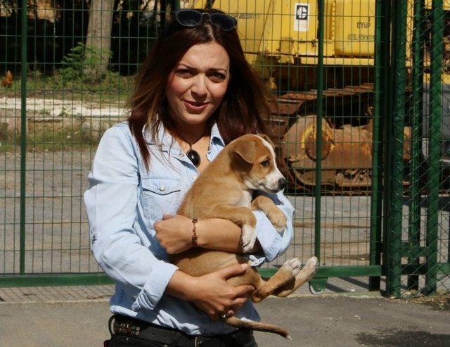 Sahiplendirilen 205 Sokak Hayvanına Ücretsiz Sağlık Kontrolü