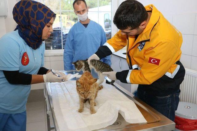 Sahiplendirilen 205 Sokak Hayvanına Ücretsiz Sağlık Kontrolü