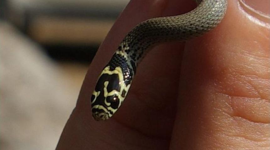 Bolkar Uysal Yılanı, Tarsus&rsquo;ta G&ouml;r&uuml;nt&uuml;lendi