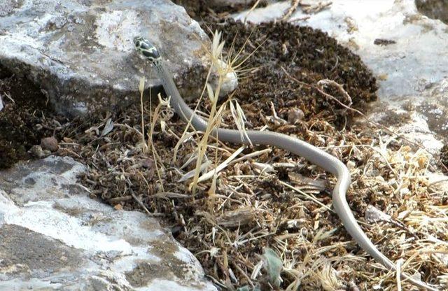 Bolkar Uysal Yılanı, Tarsus’ta Görüntülendi