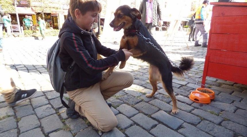 D&uuml;nya Hayvanlarını Koruma G&uuml;n&uuml; Etkinliği