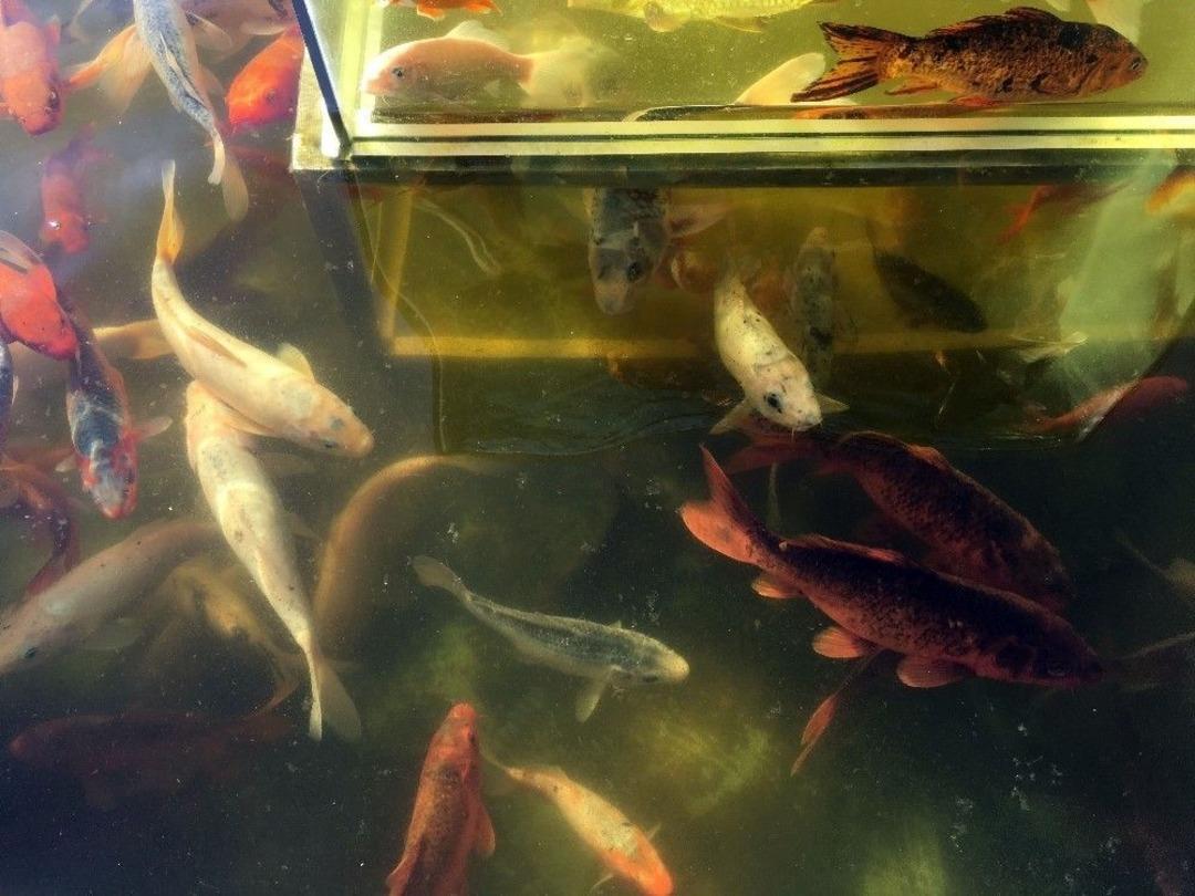 Tbmm Bah&ccedil;esine Balıklı Yeni D&uuml;zenleme