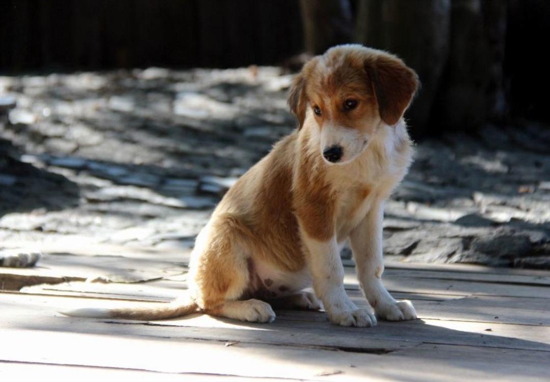 4 Yılda 3 Bin Sokak Hayvanı Sahiplenildi