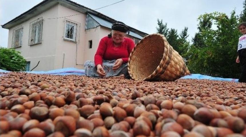 Fındık Fiyatı &Uuml;reticiyi Sevindirdi, T&uuml;keticiyi &Uuml;zd&uuml;