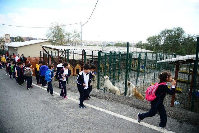 Hayvan Sevgileri, Can Dostlarını Mutlu Etti