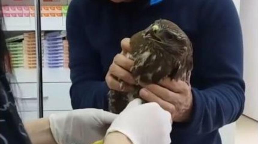 Yaralı Halde Bulunan Kızıl Şahin Tedavi Altına Alındı