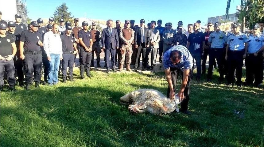 Kaza Yapan Polisler İçin Kurban Kesildi