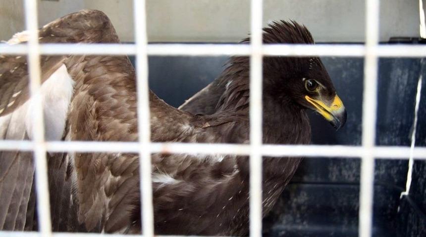 Yaralı Baykuş Ve Kartal Tedavi Altına Alındı