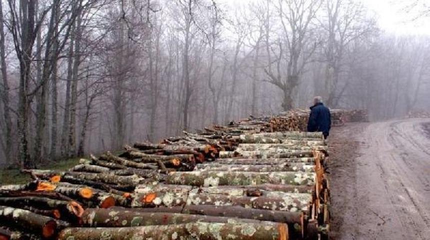 5 Yılda 130 Bin Hektar Orman Tahsise Gitti