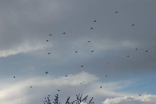 Sığırcıklar Meyve Bah&ccedil;elerini İstila Etti 1