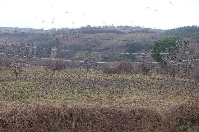 Sığırcıklar Meyve Bah&ccedil;elerini İstila Etti 2