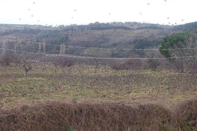 Sığırcıklar Meyve Bah&ccedil;elerini İstila Etti 3