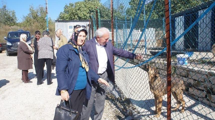 Lapseki&rsquo;de D&uuml;nya Hayvanları Koruma G&uuml;n&uuml; Etkinlikleri