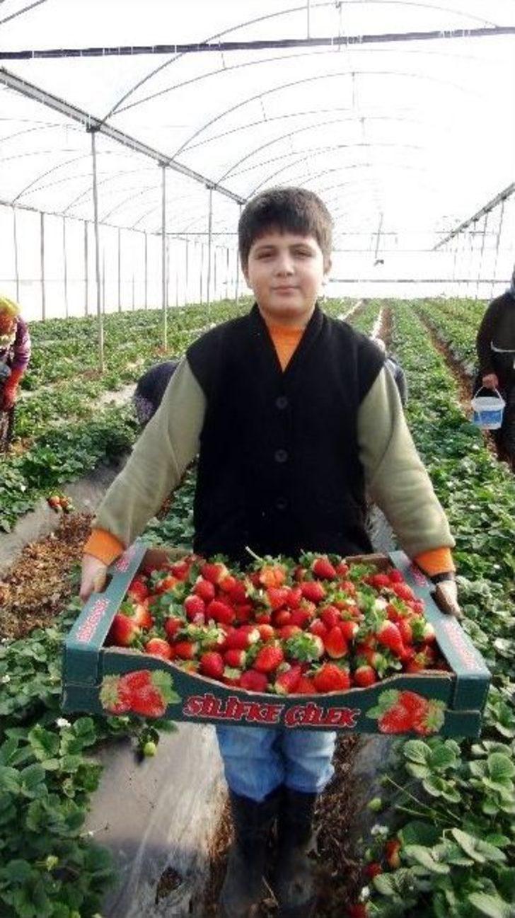 Hasat Tarlası Yelek Modeli Hasat Tarlası Yelek Modeli