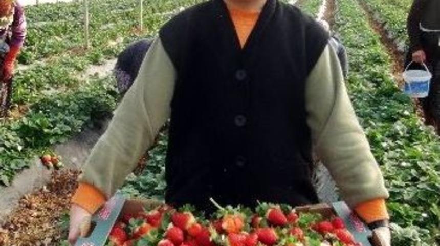 (&ouml;zel Haber) Silifkeli &Ccedil;ilek &Uuml;reticileri, Tarlada El A&ccedil;ıp Rusya İ&ccedil;in Dua Ettiler