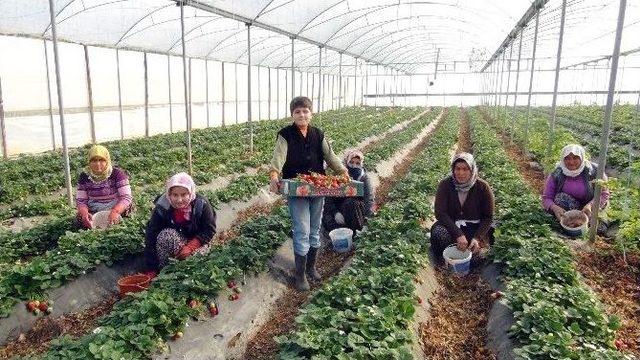 (özel Haber) Silifkeli Çilek Üreticileri, Tarlada El Açıp Rusya İçin Dua Ettiler