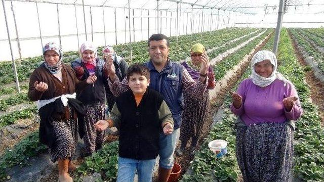 (özel Haber) Silifkeli Çilek Üreticileri, Tarlada El Açıp Rusya İçin Dua Ettiler