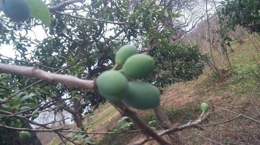 Yalancı Bahar &Uuml;reticileri Endişelendiriyor