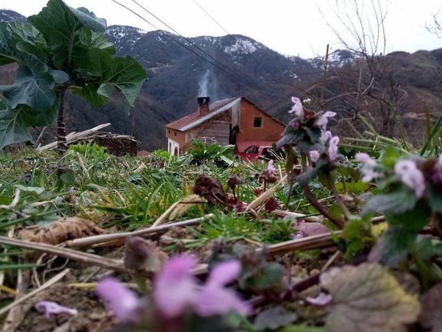 Yalancı Bahar &Uuml;reticileri Endişelendiriyor 1