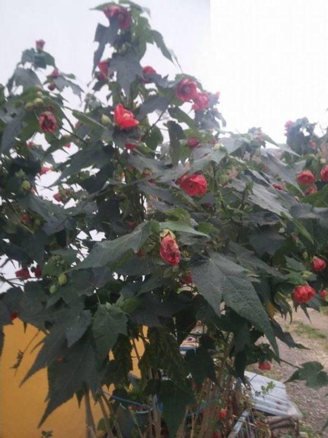 Yalancı Bahar &Uuml;reticileri Endişelendiriyor 2