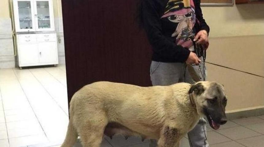 'şımarık' Yavruları Emerken Av T&uuml;feğiyle Vuruldu