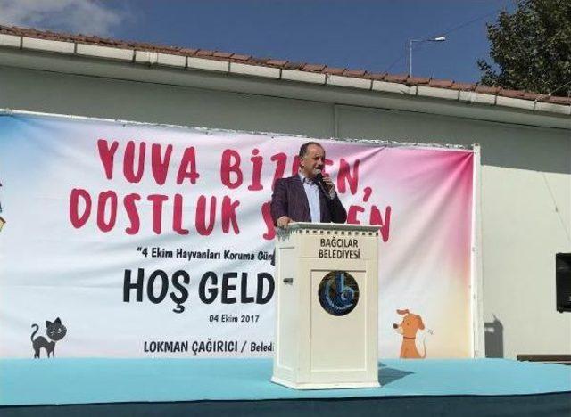 Hülya Koçyiğit Sokak Hayvanları Için Kulübe Tasarladı