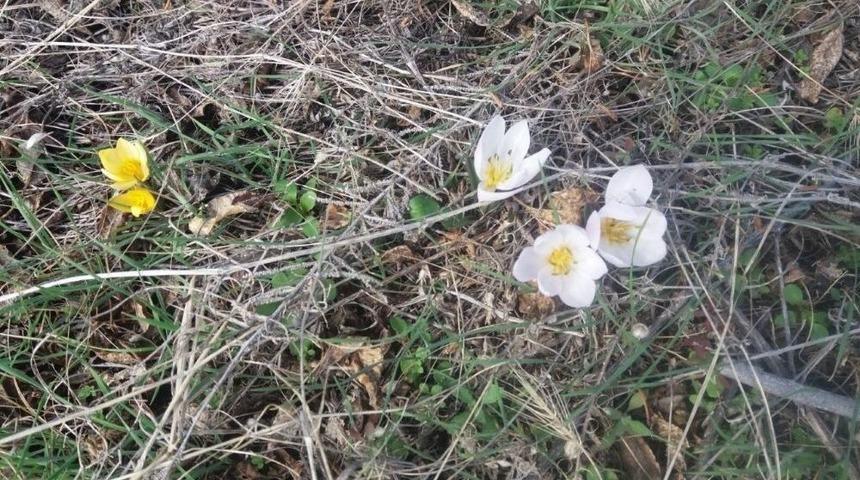 Nevşehir&rsquo;de Kardelen Ve &Ccedil;iğdemler &Ccedil;i&ccedil;ek A&ccedil;tı