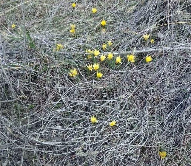 Nevşehir’de Kardelen Ve Çiğdemler Çiçek Açtı