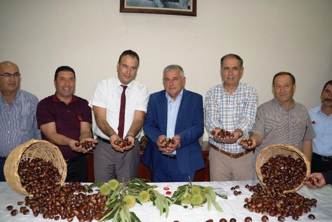 Aydın&rsquo;da Sezonun İlk Kestanesi Borsaya Teslim Edildi