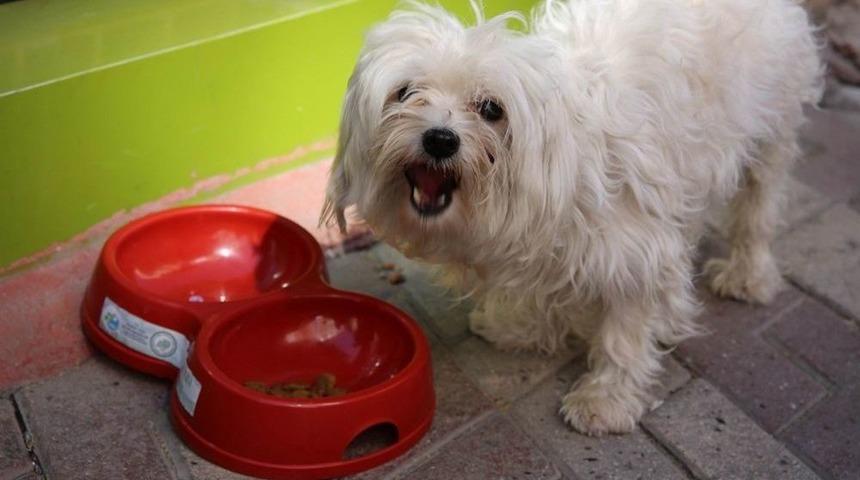 Sivas&rsquo;ta Hayvan Haklarını Anlatmak İ&ccedil;in Stant A&ccedil;ıldı