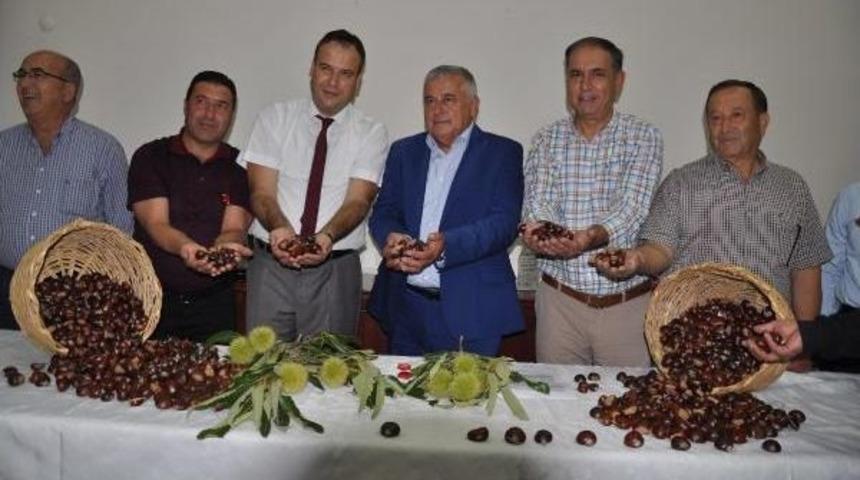 Aydın'da Ilk Kestane Hasadı