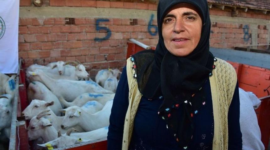 B&uuml;y&uuml;kşehir Vezirk&ouml;pr&uuml;&rsquo;de 10 &Ccedil;ift&ccedil;iye 220 Ke&ccedil;i Dağıttı