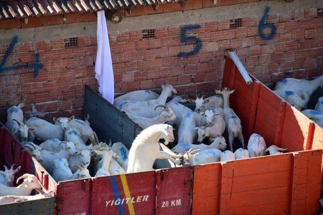 B&uuml;y&uuml;kşehir Vezirk&ouml;pr&uuml;&rsquo;de 10 &Ccedil;ift&ccedil;iye 220 Ke&ccedil;i Dağıttı 3