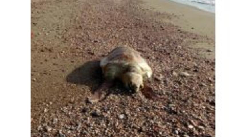 Mersin&rsquo;de Caretta Caretta Sahile Vurdu
