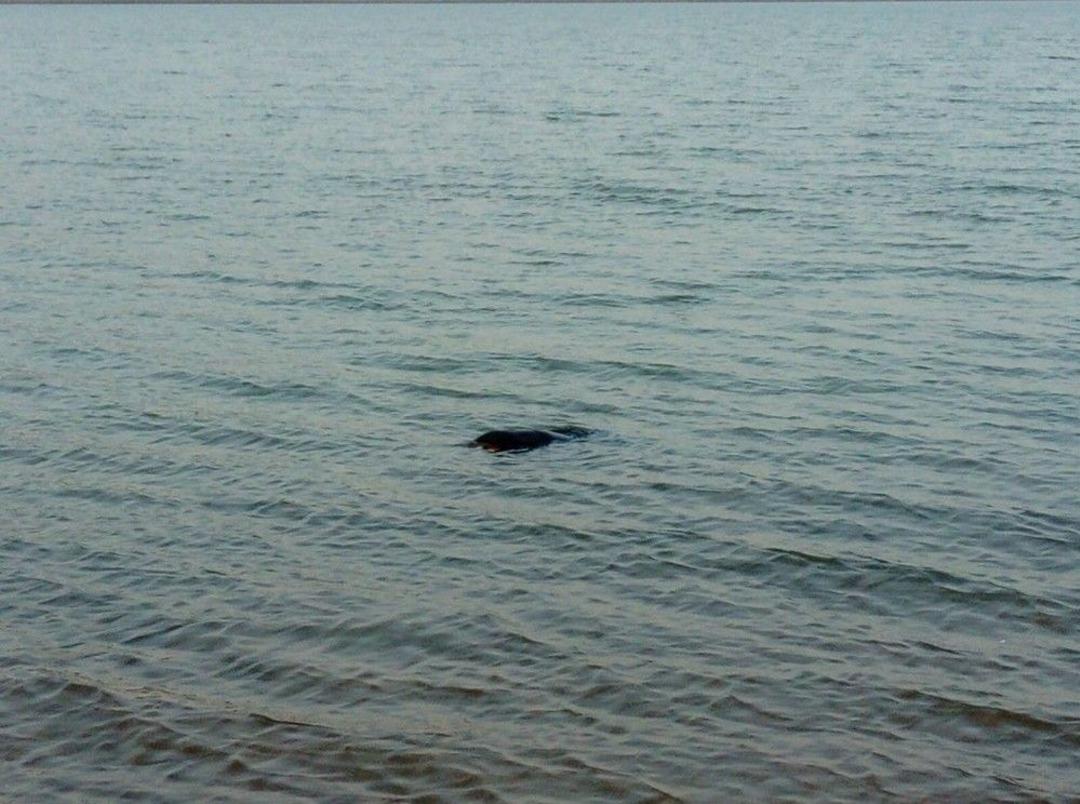 Emekli Uzman &Ccedil;avuş G&ouml;lde &Ouml;l&uuml; Bulundu