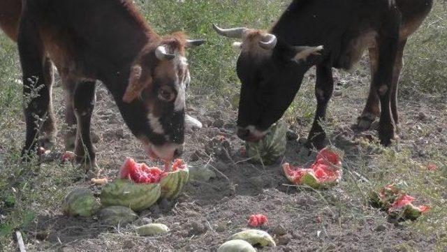 Geç Gübrelenen Binlerce Kavun Ve Karpuz Hayvanlara Yem Oldu