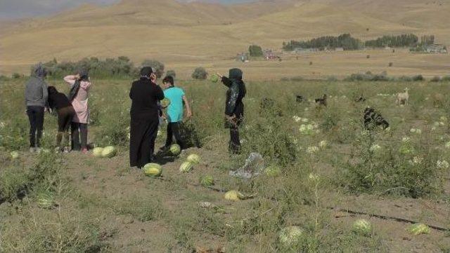 Geç Gübrelenen Binlerce Kavun Ve Karpuz Hayvanlara Yem Oldu