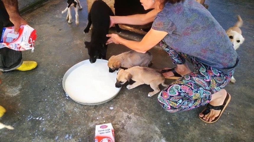 Hayvanseverden Sokak Hayvanlarına S&uuml;t