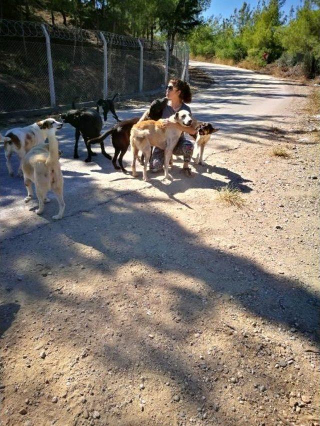 Hayvanseverden Sokak Hayvanlarına S&uuml;t 1