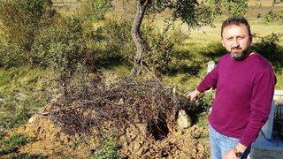 Ceset Yiyen Ayı, Kastamonu’da Yeniden Ortaya Çıktı