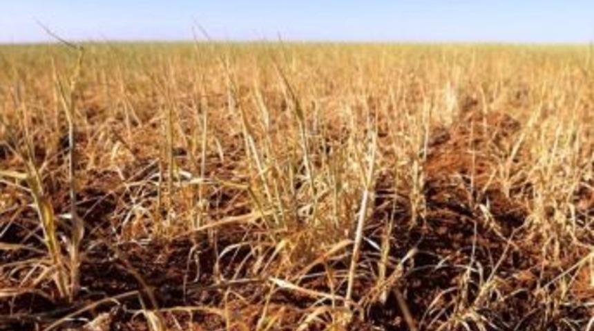 Kuraklık Sigortasında Poli&ccedil;e Kabul Tarihleri Uzatıldı