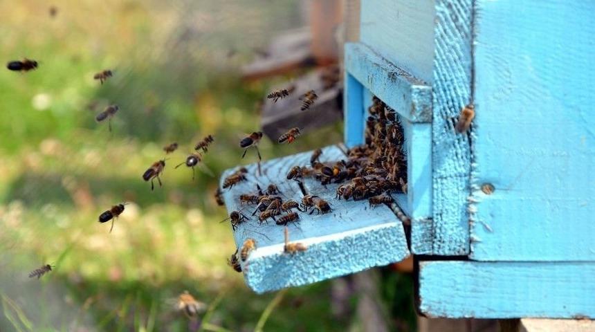 Arıcılar Bunu Yapmazsa Arıları &Ouml;lebilir