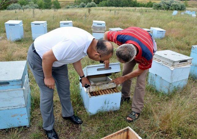 Arıcılar Bunu Yapmazsa Arıları Ölebilir