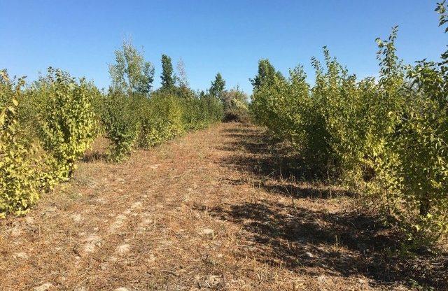 Bakanlık, Aral Gölü’ndeki Çevre Felaketine ’dur’ Demek İçin Harekete Geçti