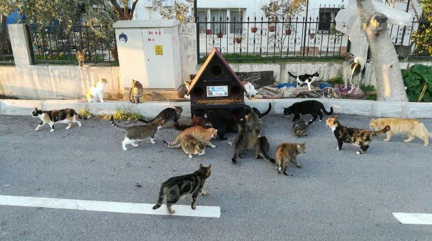 Aliağa&rsquo;da 2 Bin Sokak Hayvanı Tedavi Edildi