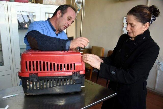 Aliağa’da 2 Bin Sokak Hayvanı Tedavi Edildi